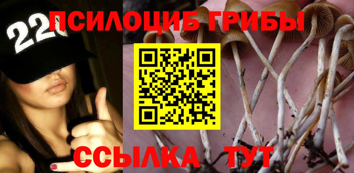 Галлюциногенные грибы Psilocybine cubensis  Новоалтайск 
